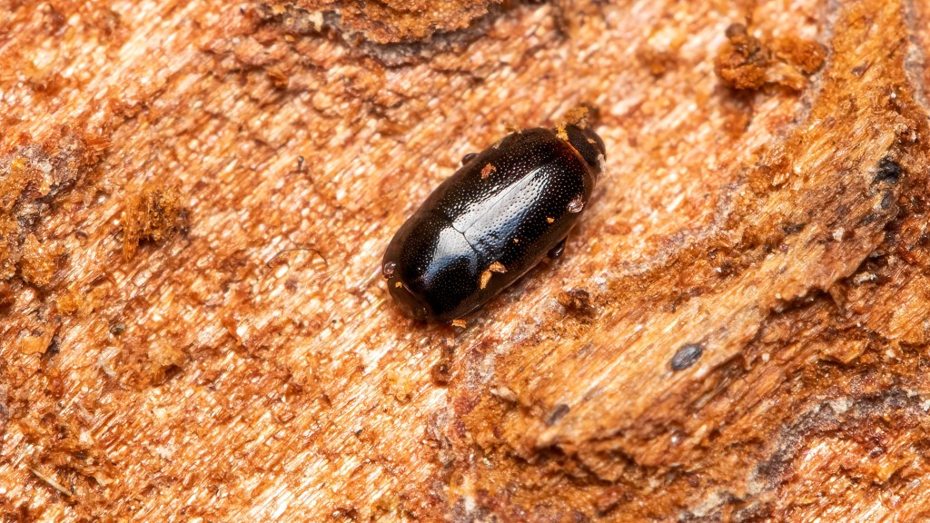 Histeridae Paromalus parallelepipedus