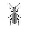 Cucujidae