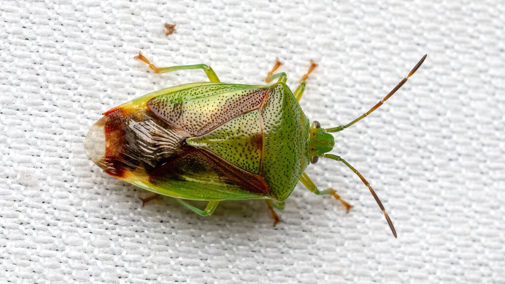 Acanthosomatidae Elasmostethus minor