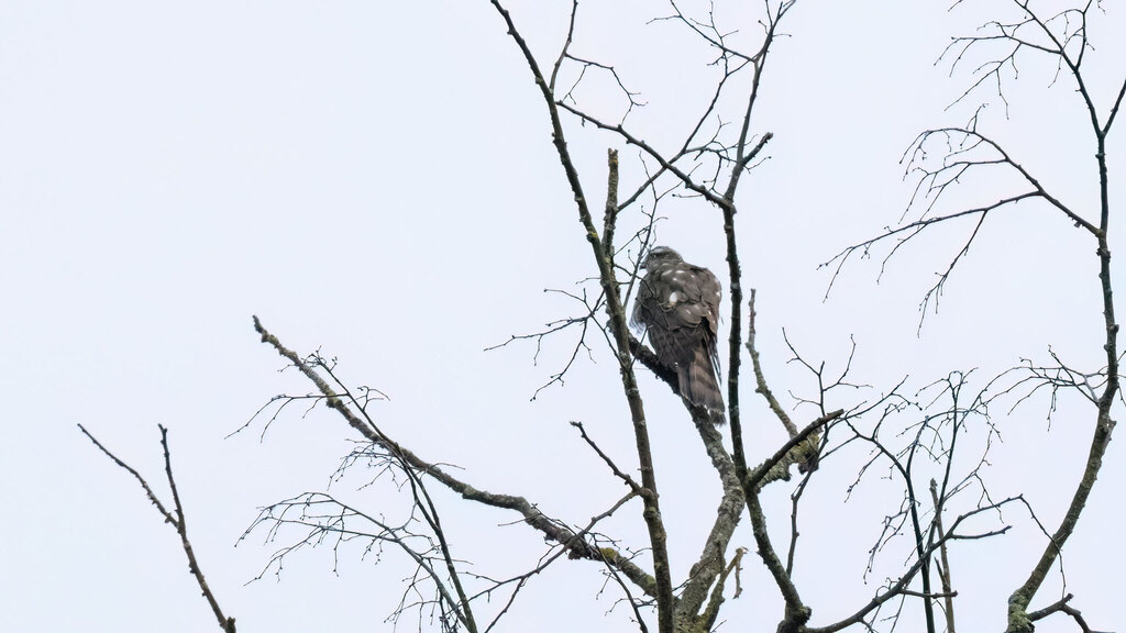 Accipiter nisus