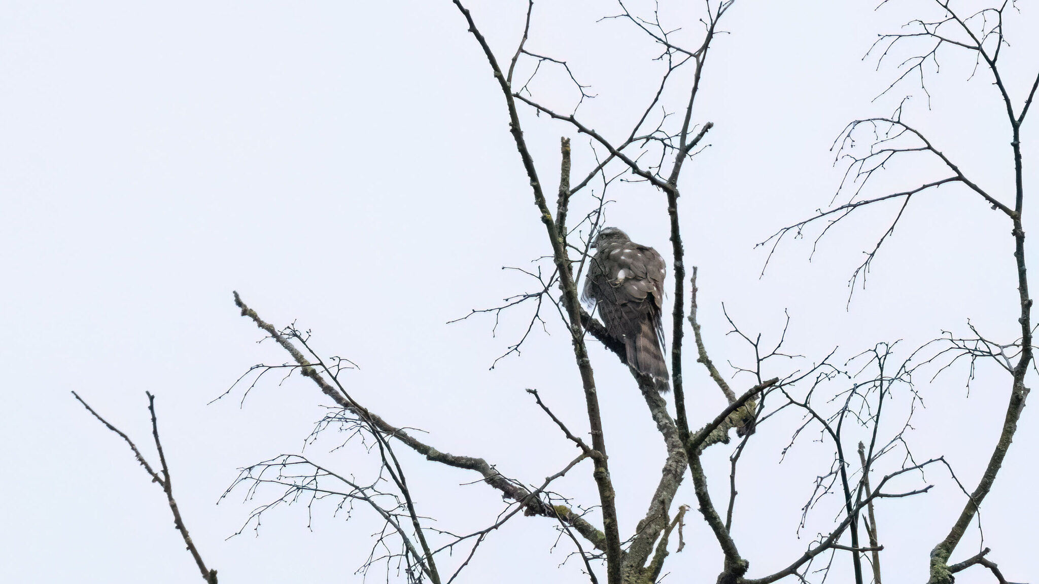 Accipitridae Accipiter nisus
