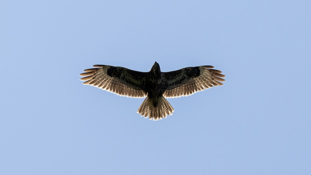 Accipitridae Buteo buteo