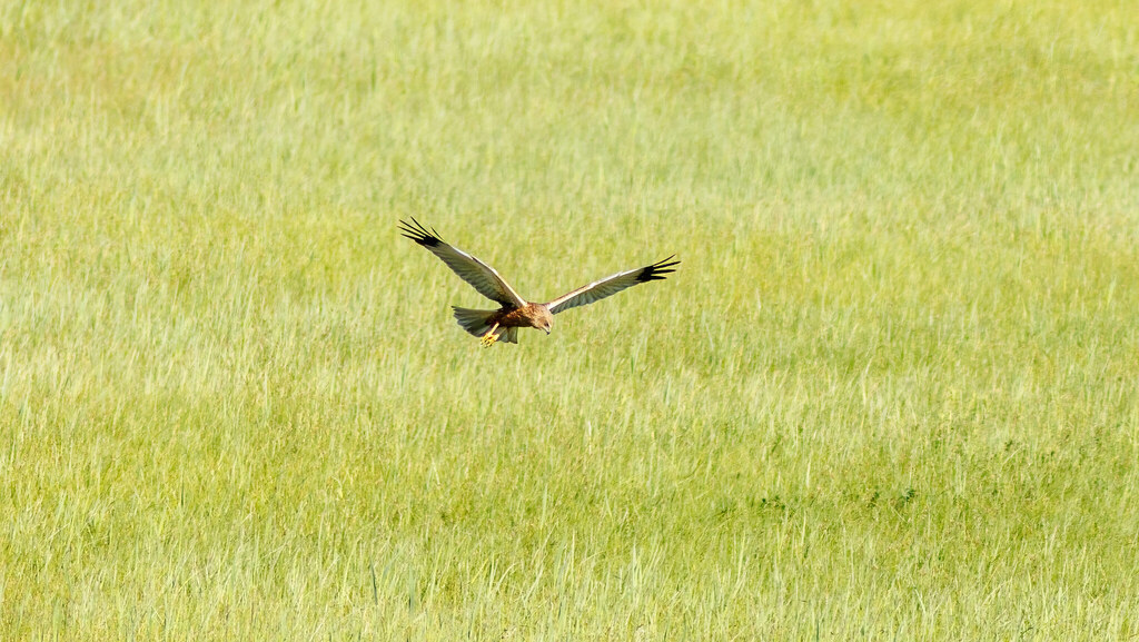 Accipitridae Circus aeruginosus