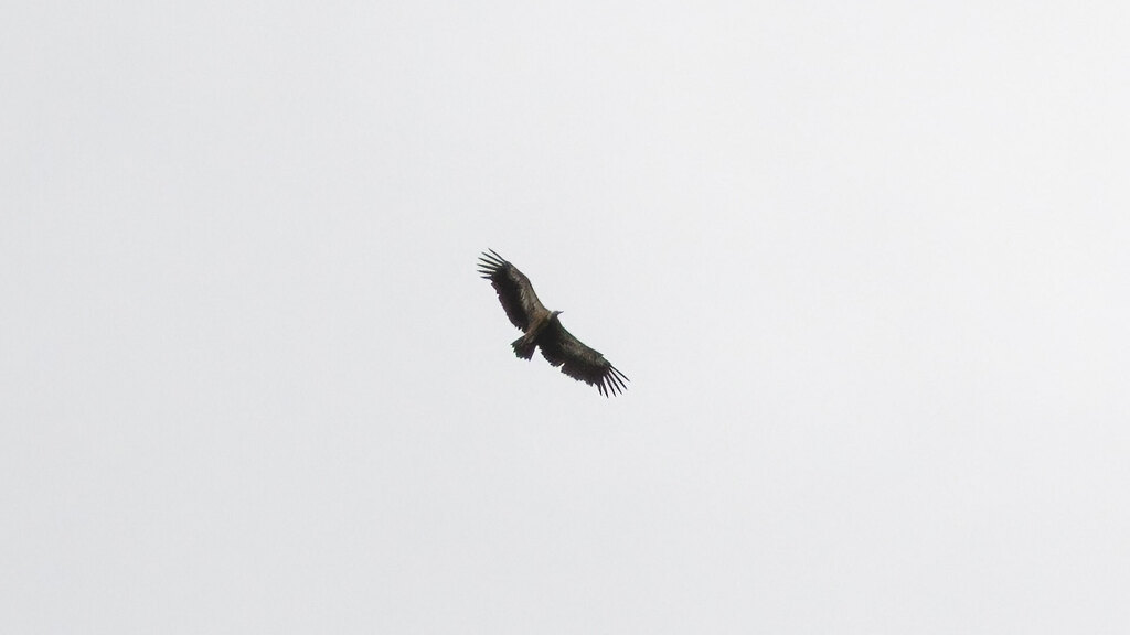 Accipitridae Gyps fulvus