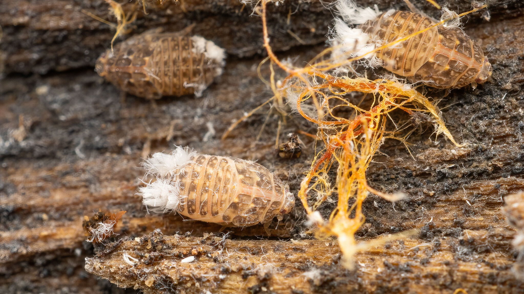 Achilidae Cixidia pilatoi
