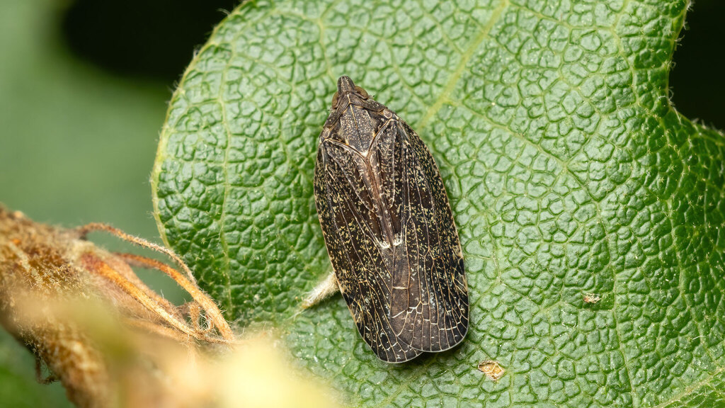 Achilidae Cixidia pilatoi