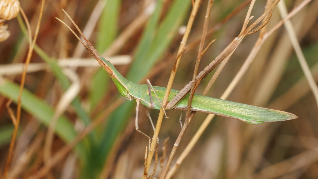 Acrida ungarica