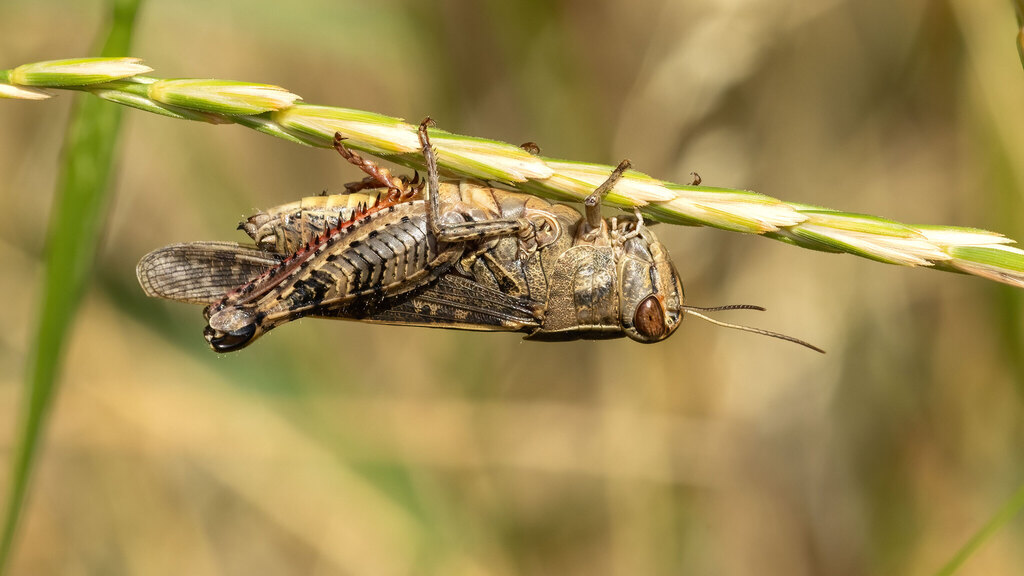 Acrididae Calliptamus italicus