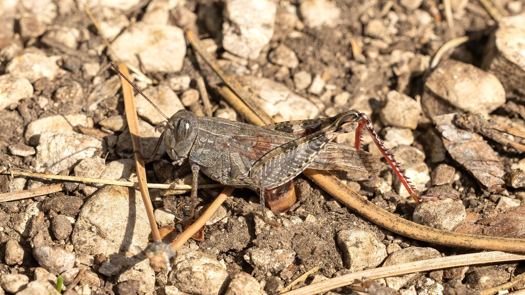 Acrididae Calliptamus italicus