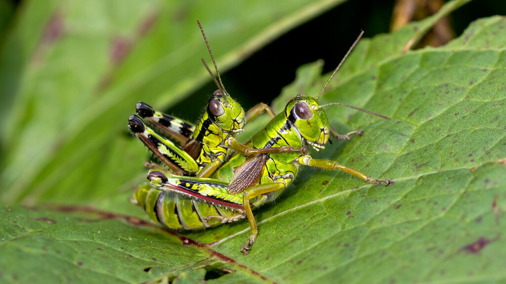 Acrididae Miramella alpina