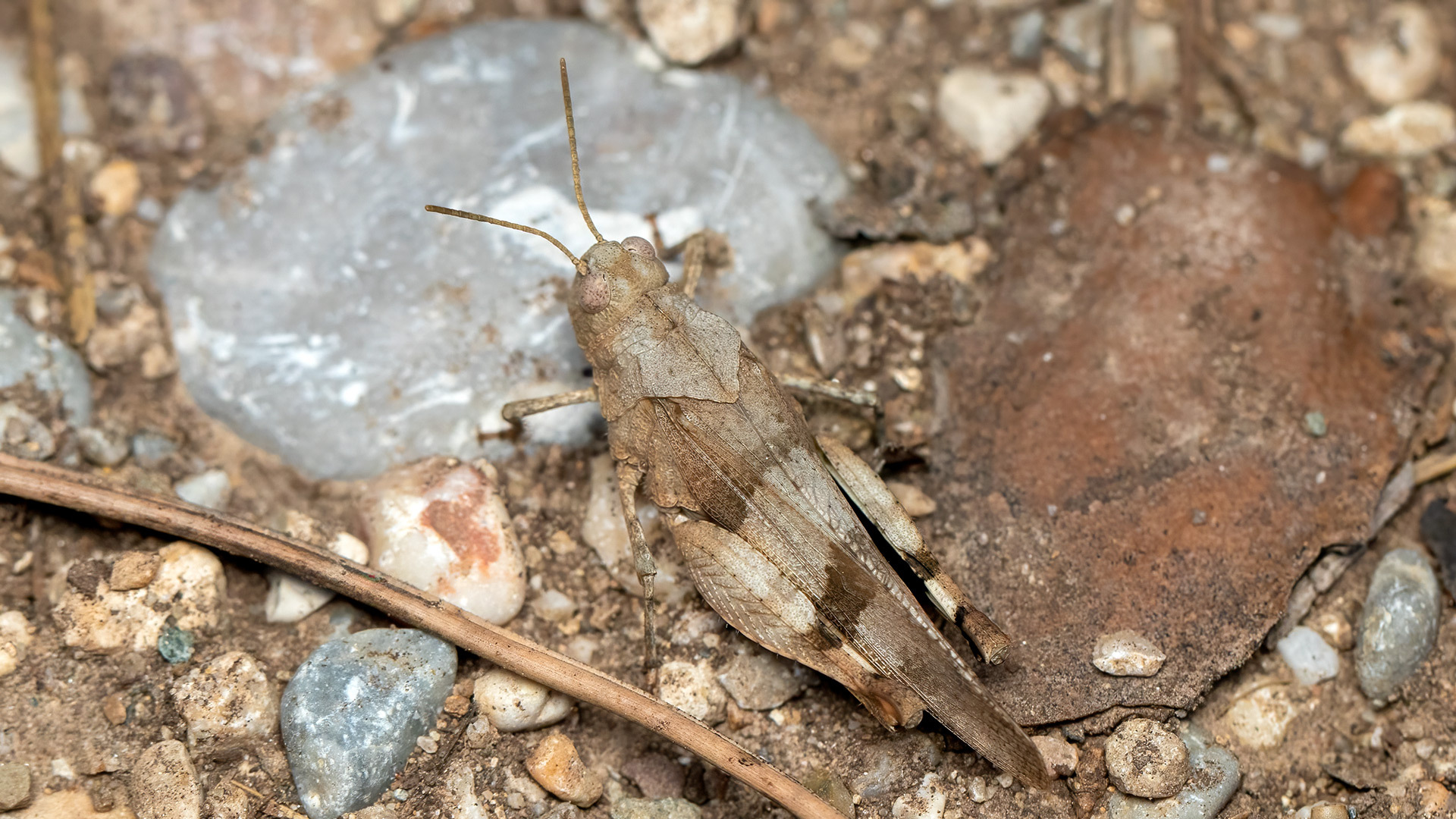 Acrididae Oedipoda caerulescens