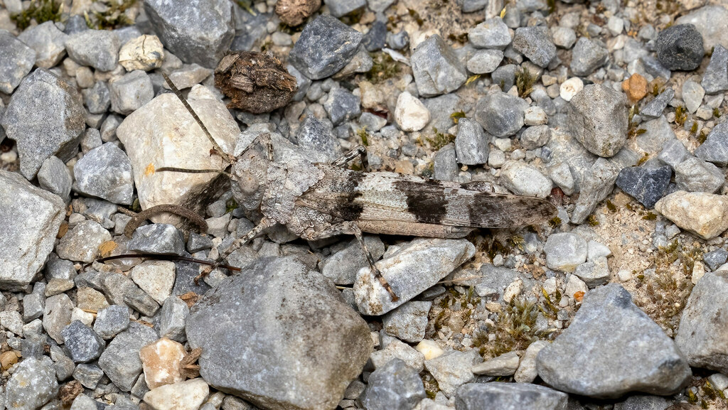 Acrididae Oedipoda caerulescens