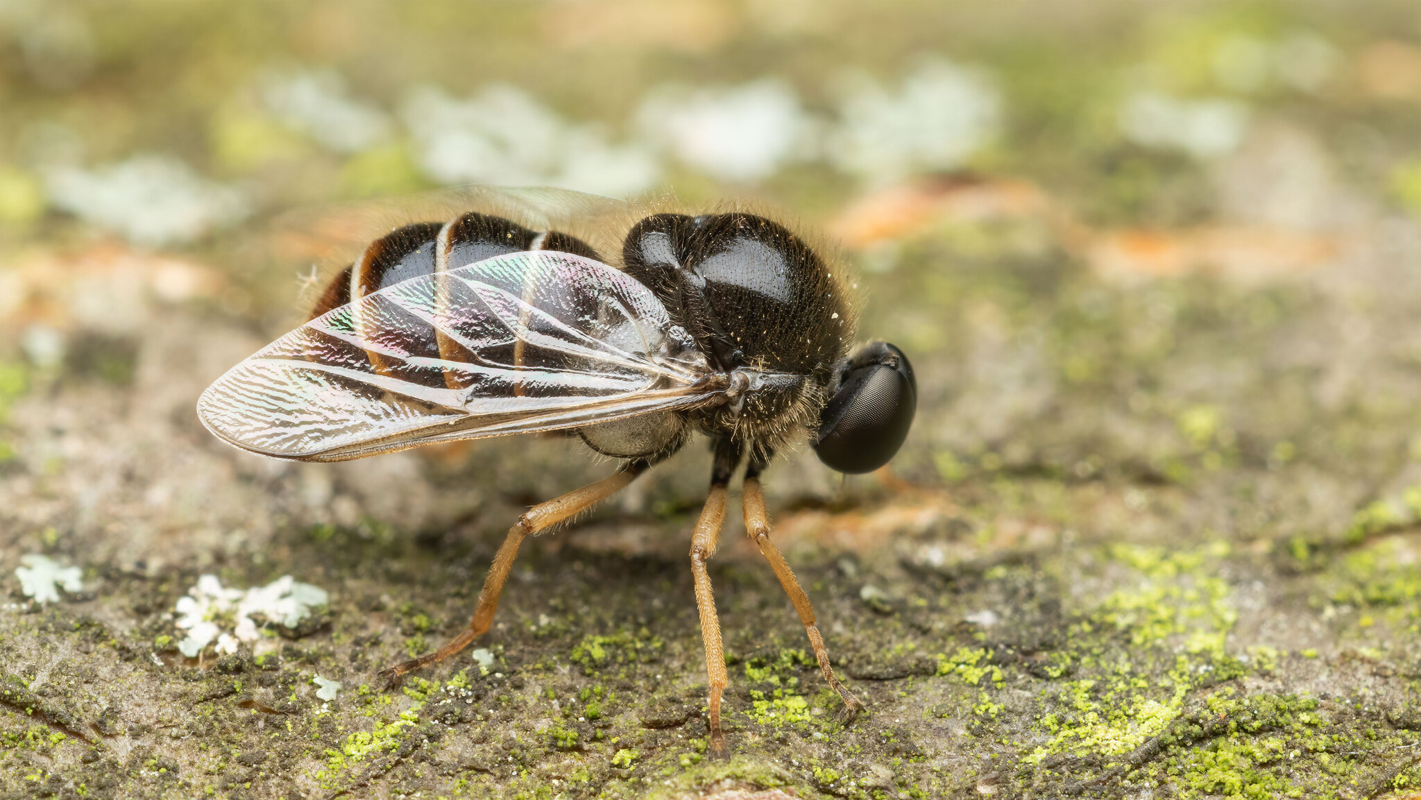 Acroceridae Ogcodes