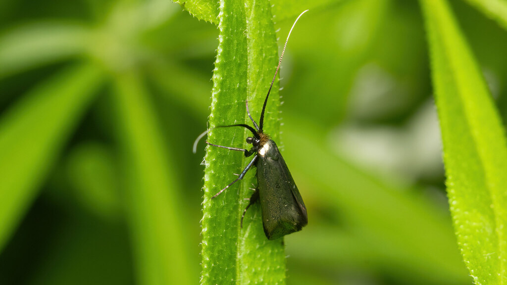 Adelidae Adela reaumurella