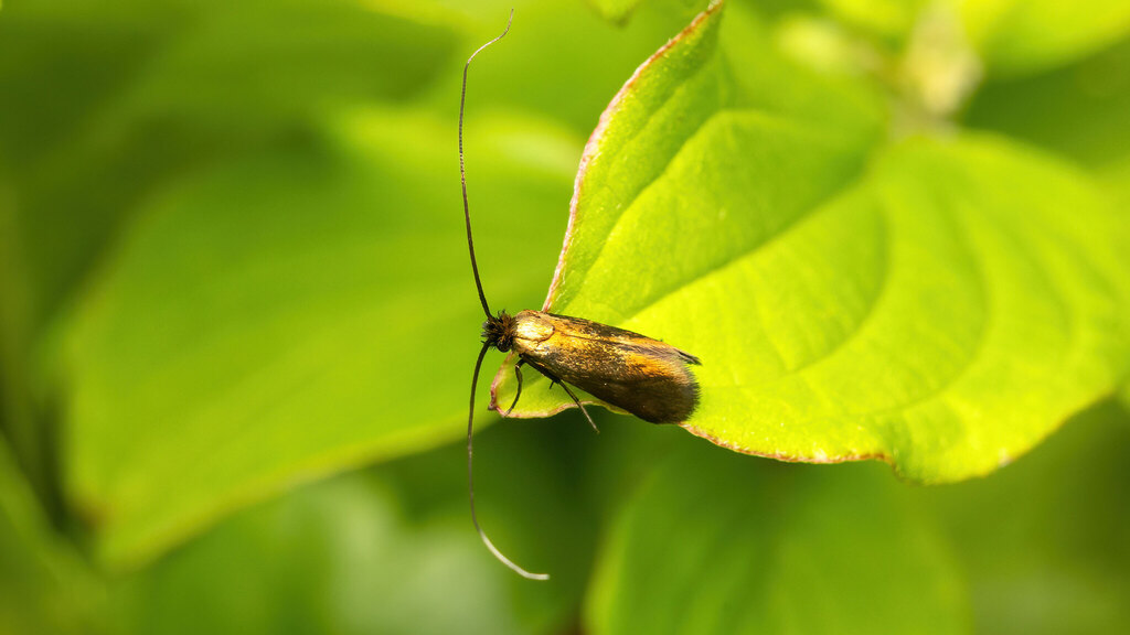 Adelidae Cauchas rufimitrella