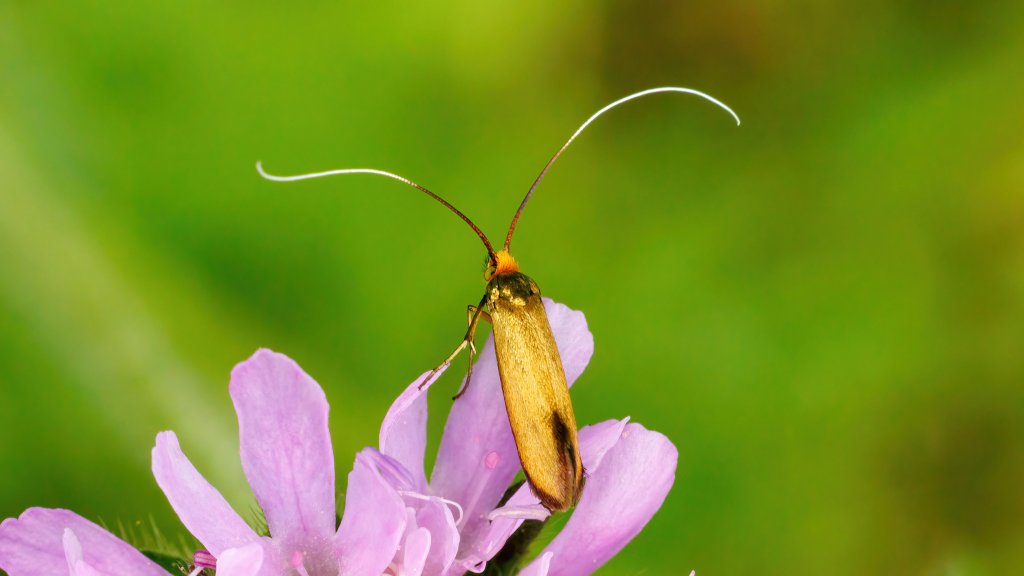 Nemophora metallica