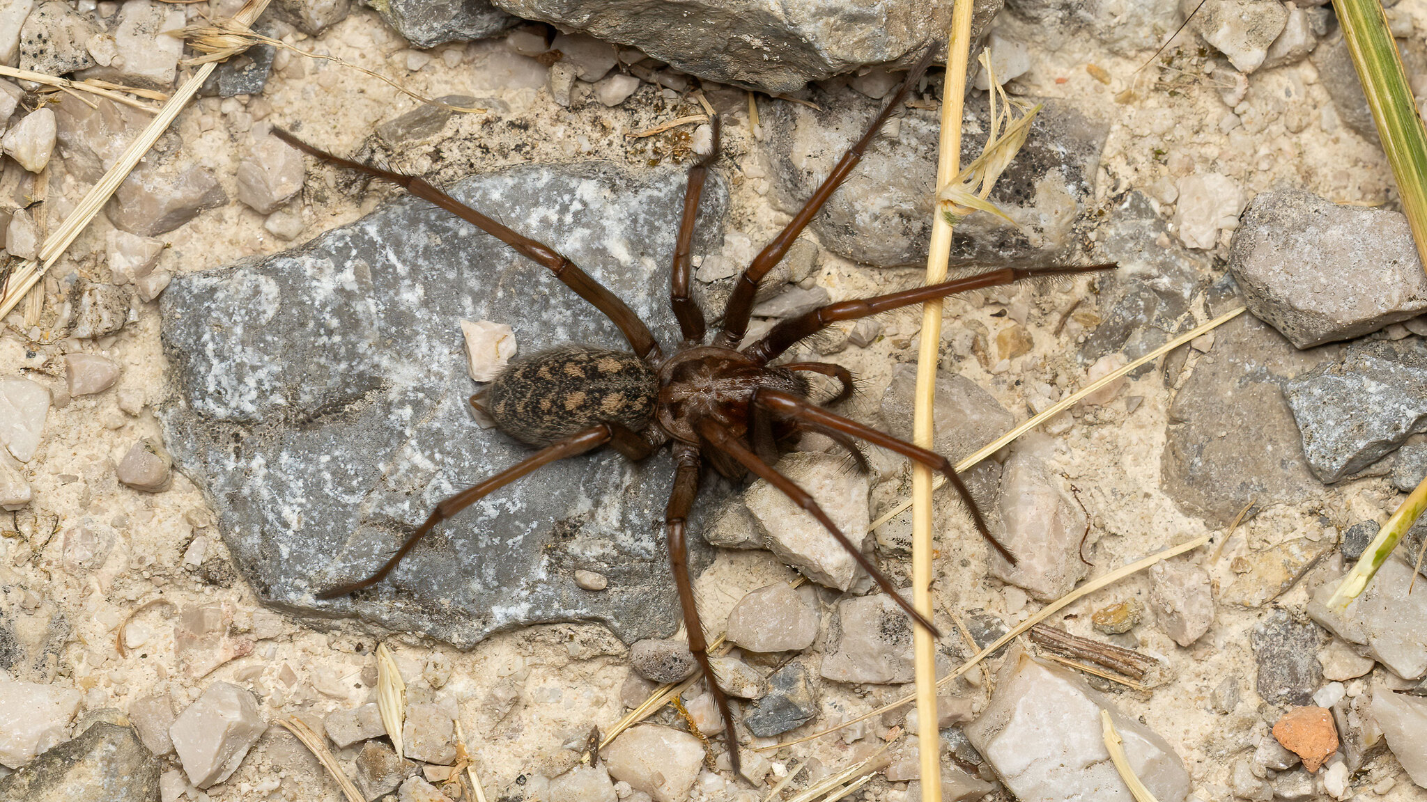 Agelenidae Eratigena atrica