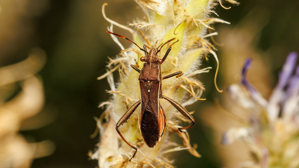 Alydidae Camptopus lateralis
