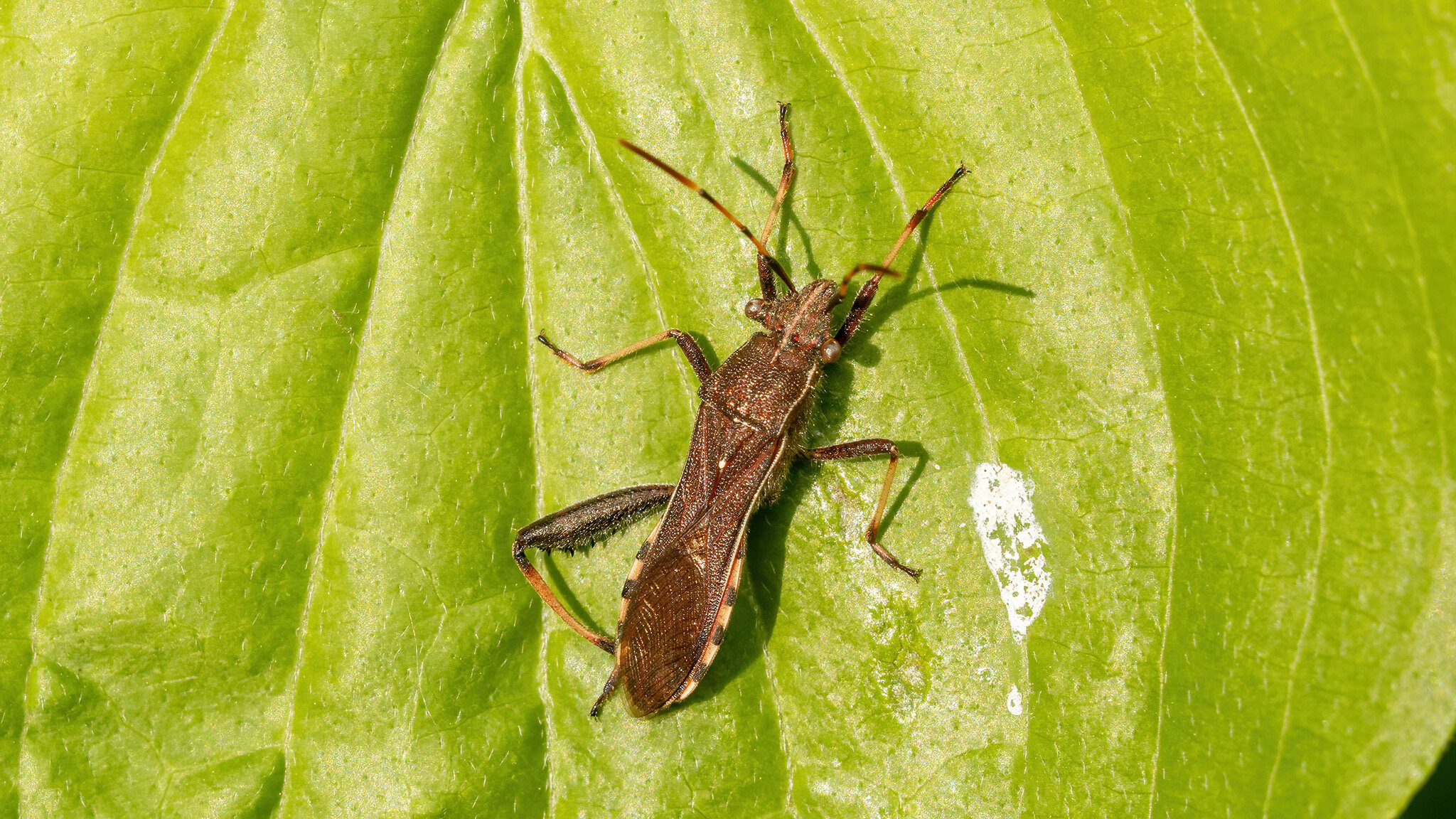 Alydidae Camptopus lateralis