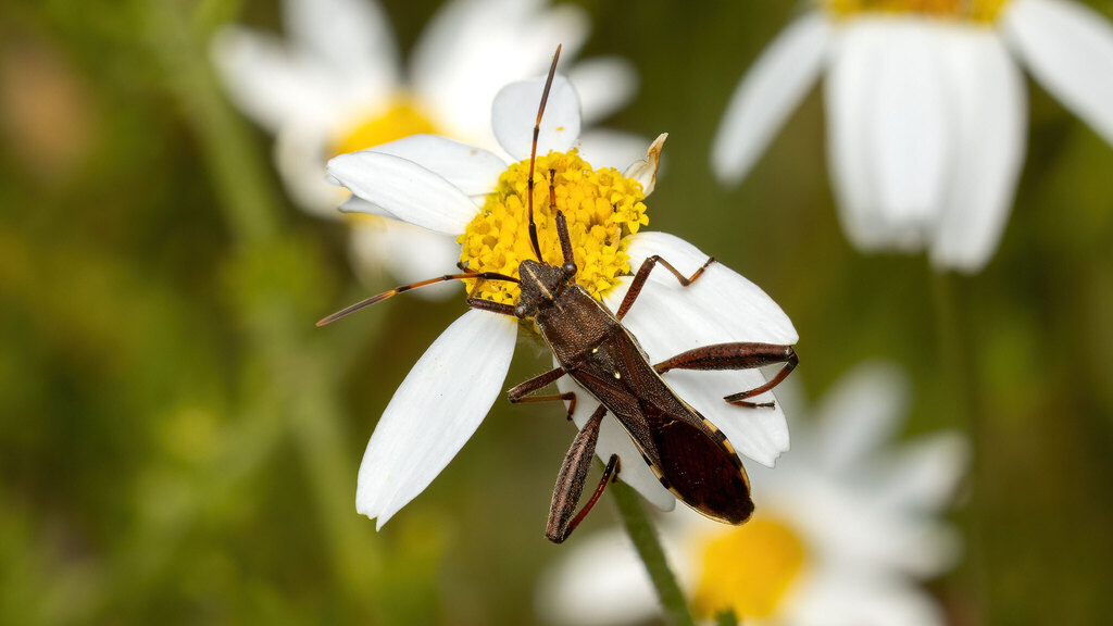 Alydidae Camptopus lateralis