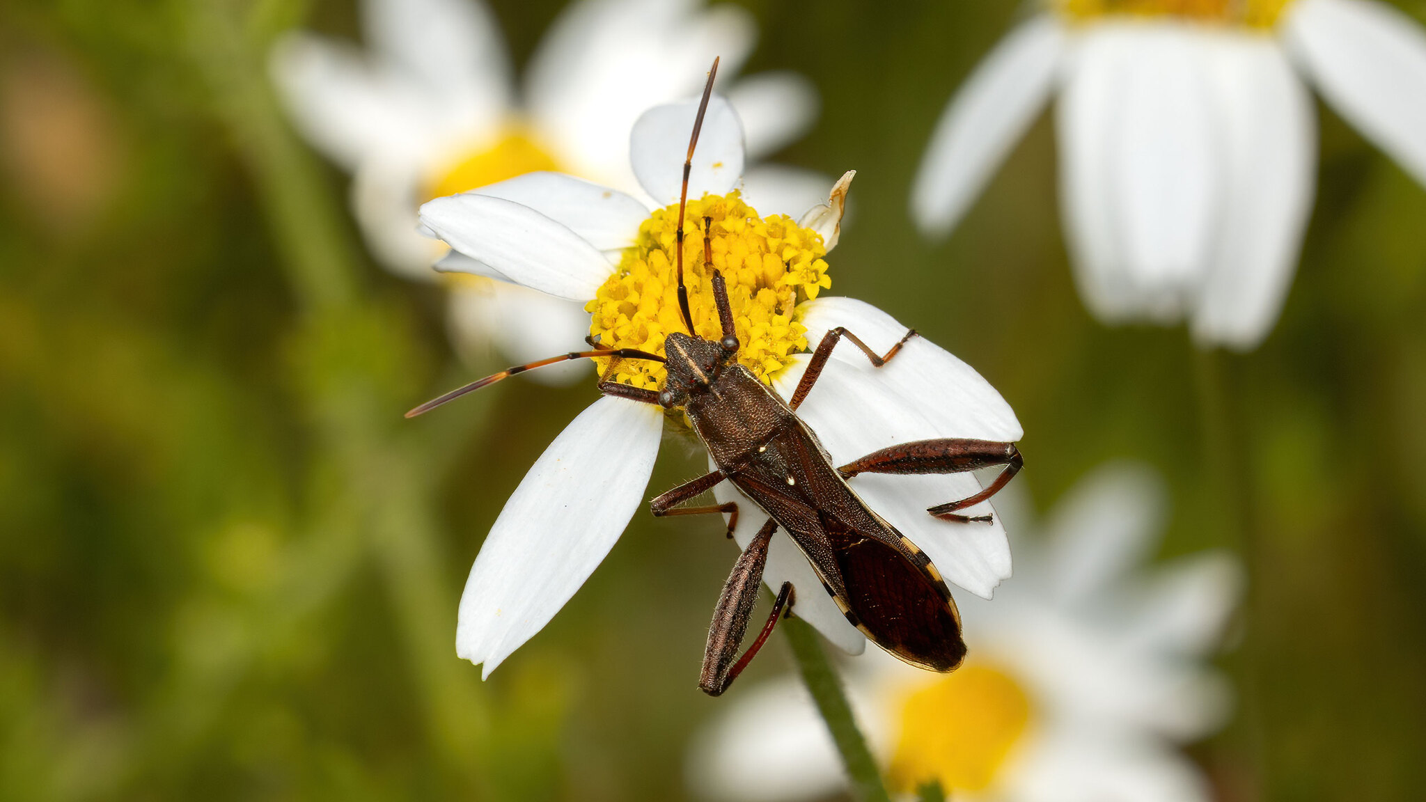 Alydidae Camptopus lateralis