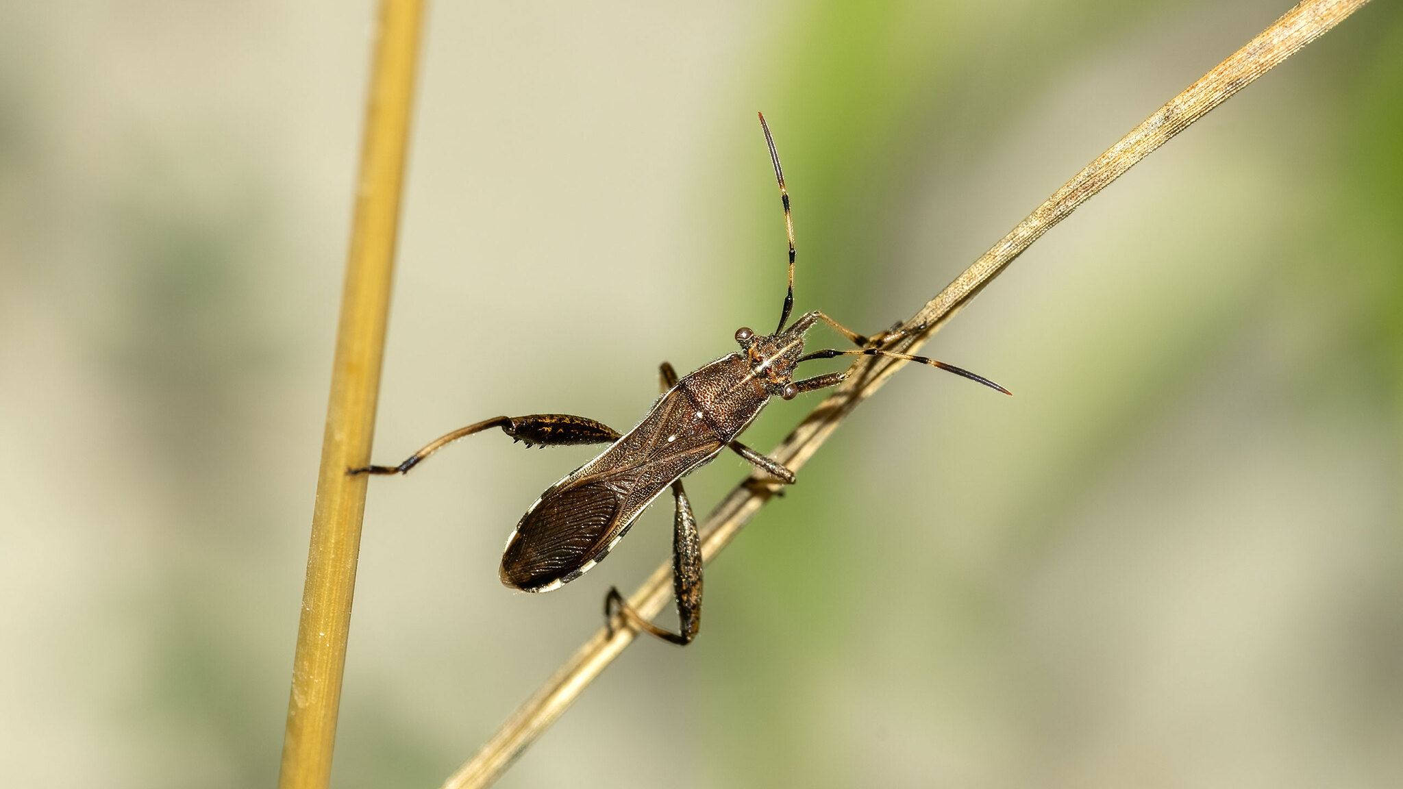 Alydidae Camptopus lateralis