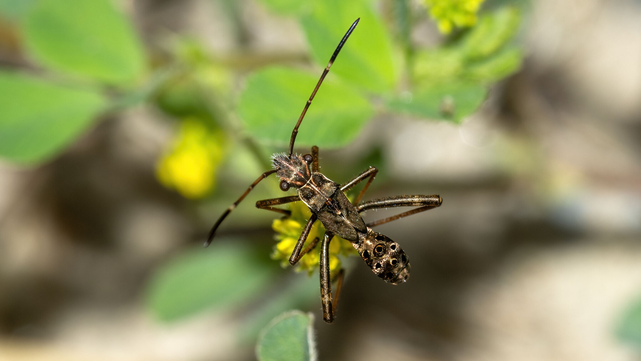 Alydidae Camptopus lateralis