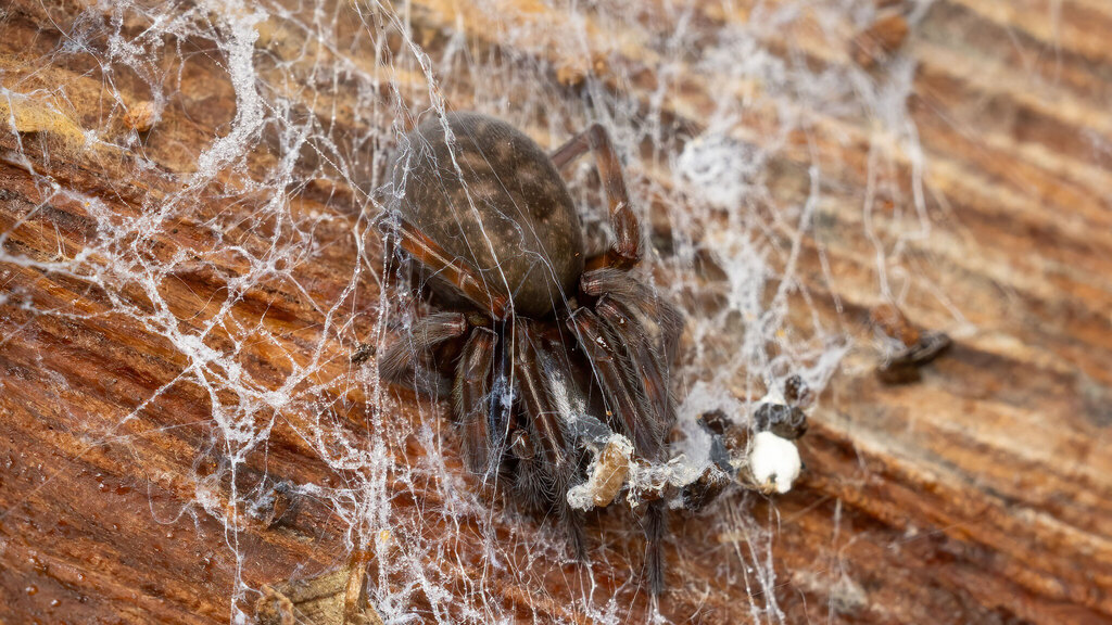 Amaurobiidae Amaurobius