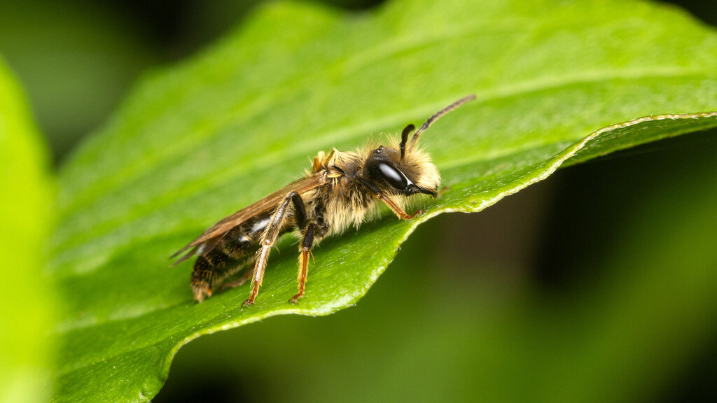 Andrenidae Andrena