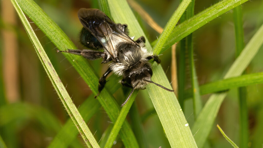 Andrenidae Andrena danuvia