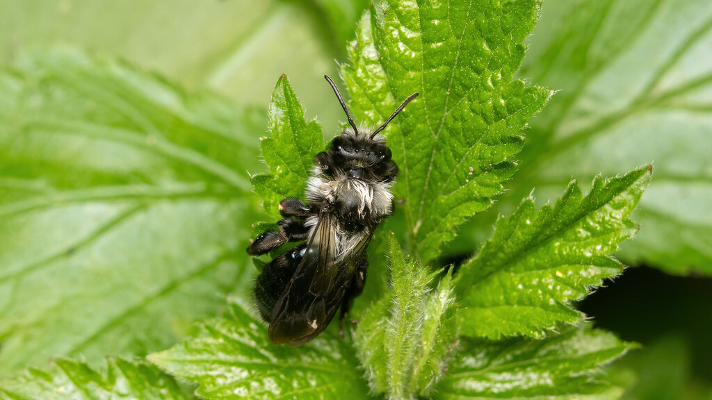 Andrenidae Andrena danuvia