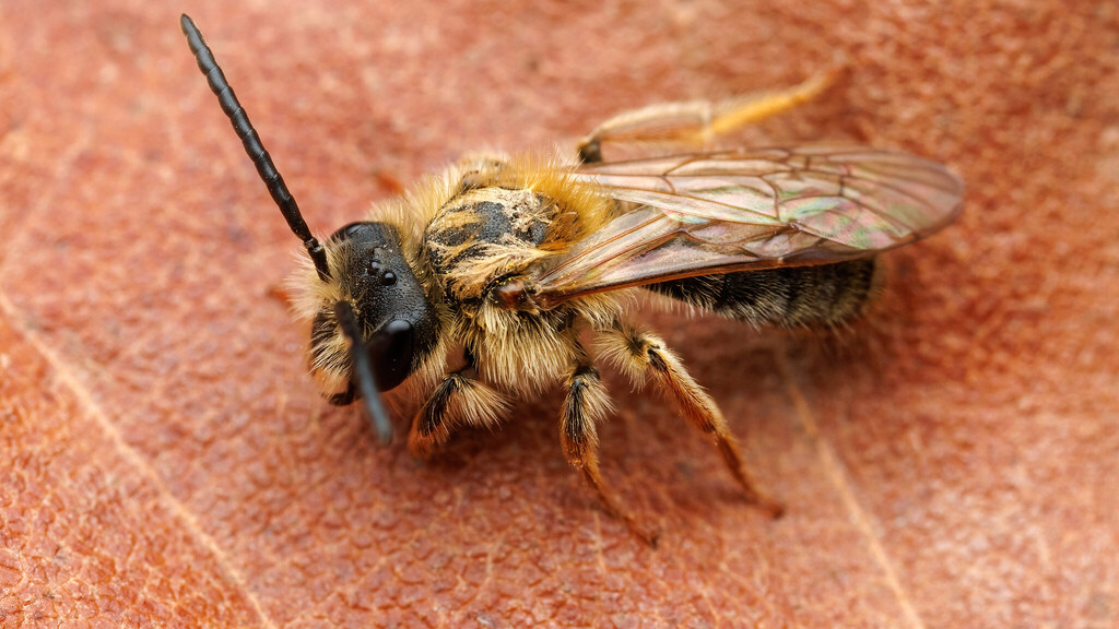 Andrenidae Andrena haemorrhoa