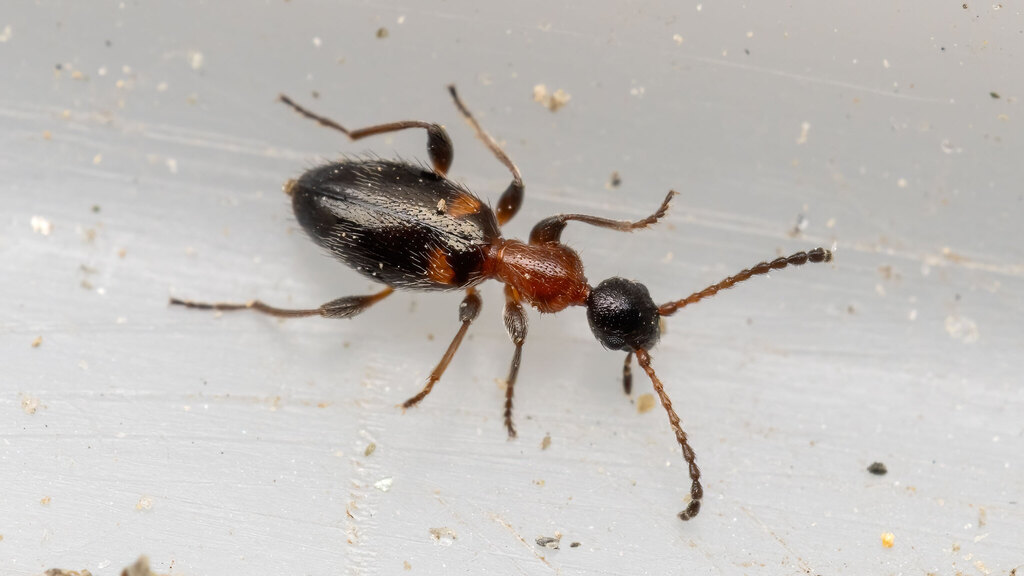 Anthicidae Anthelephila pedestris