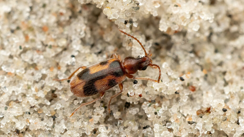Anthicidae Notoxus monoceros