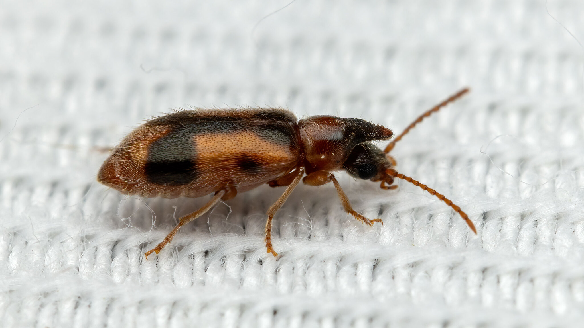 Anthicidae Notoxus monoceros