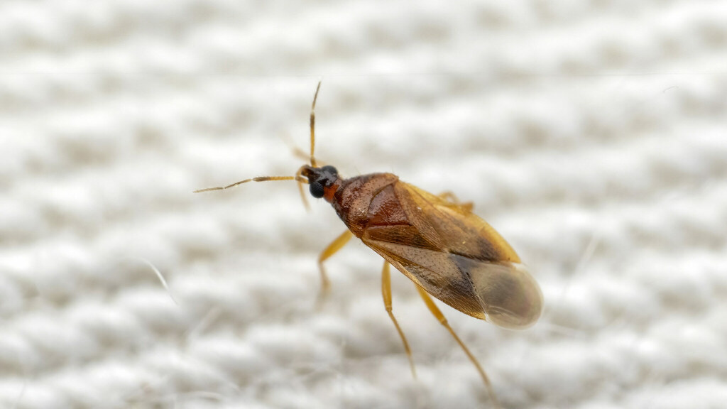 Anthocoridae Amphiareus obscuriceps
