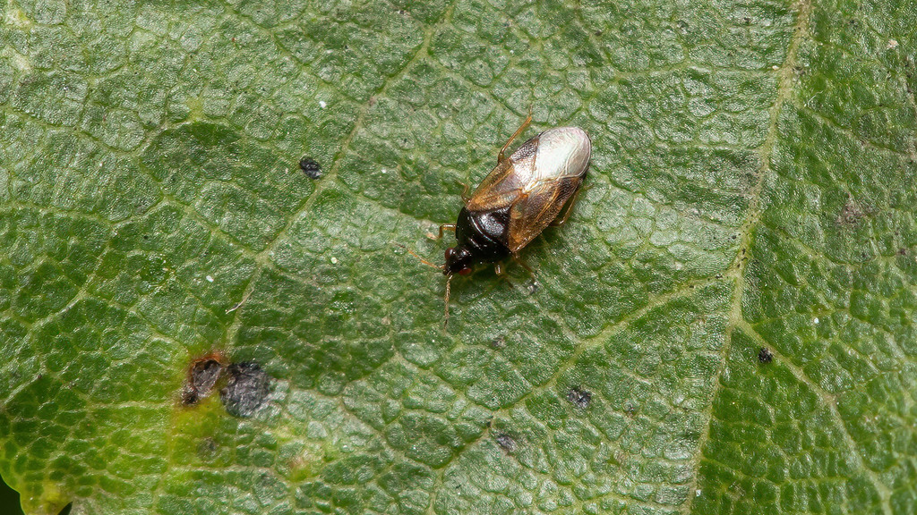 Anthocoridae Orius laticollis