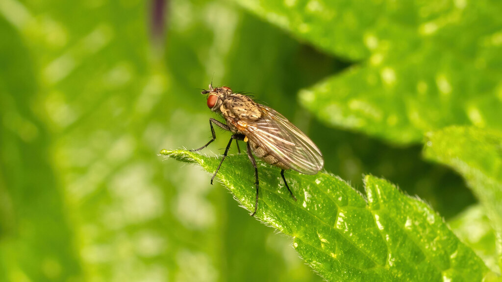 Anthomyiidae Anthomyiidae