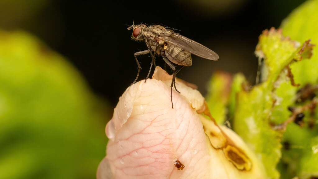 Anthomyiidae Anthomyiidae