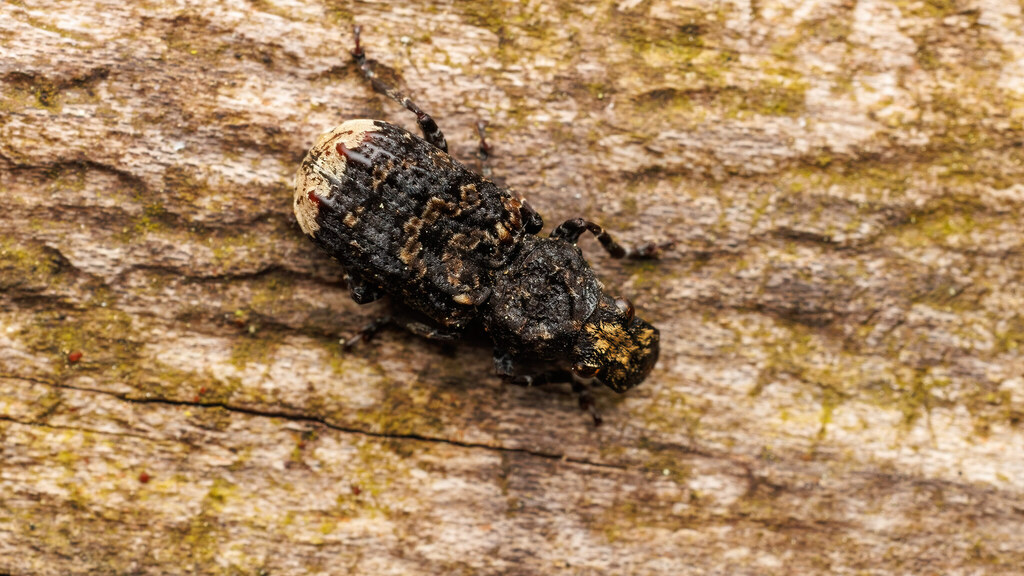 Anthribidae Platyrhinus resinosus