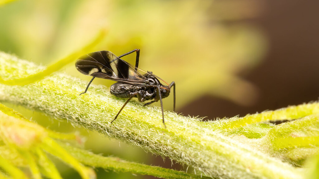 Aphididae Lachnus roboris