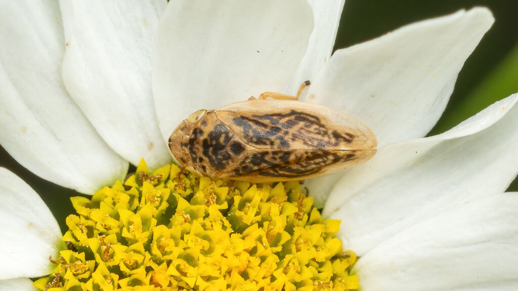 Aphrophoridae Philaenus
