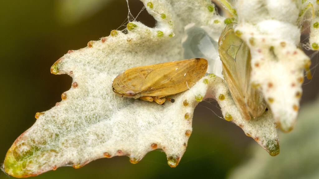 Aphrophoridae Philaenus spumarius
