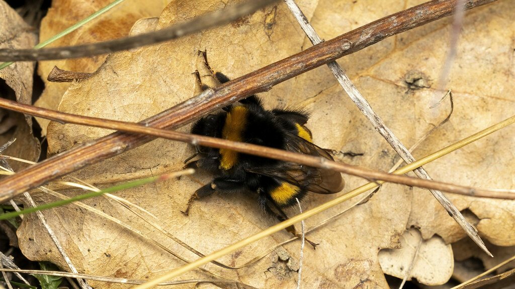Apidae Bombus