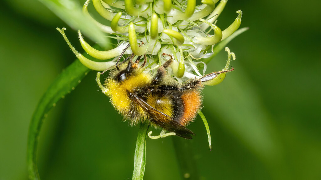 Apidae Bombus pratorum