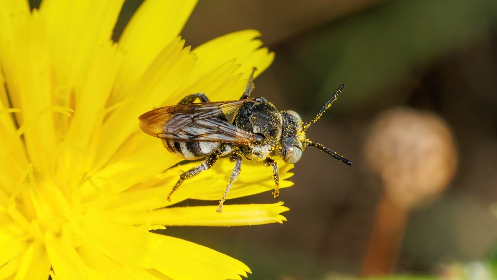 Epeolus sp.