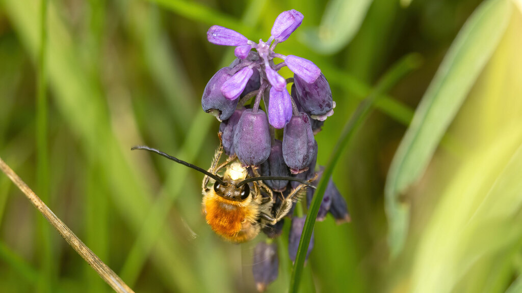 Apidae Eucera