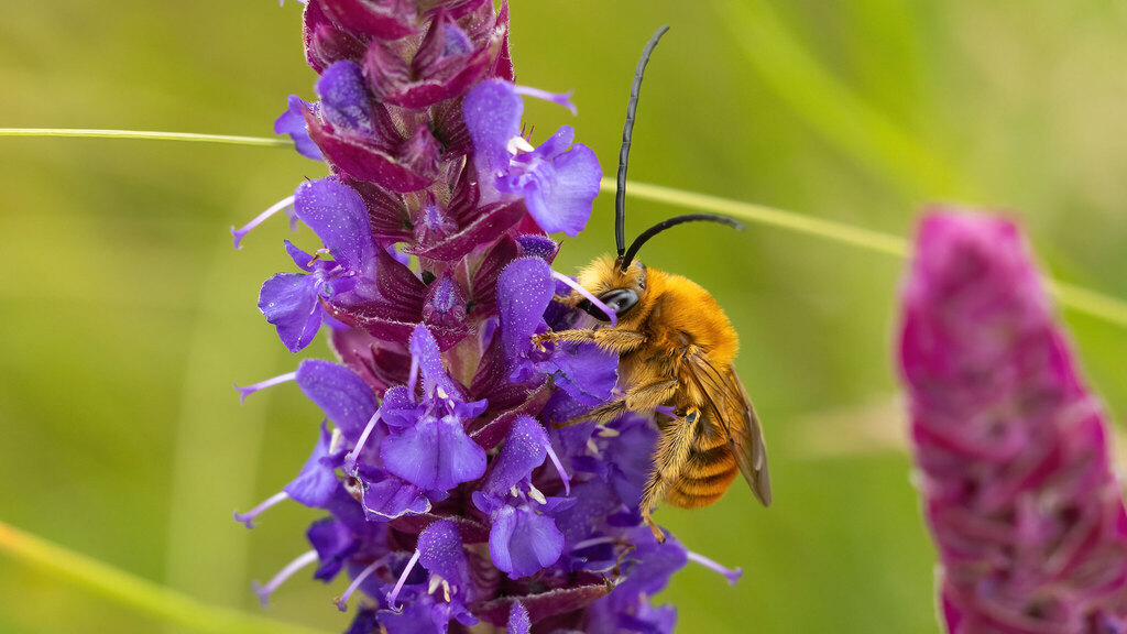Apidae Eucera