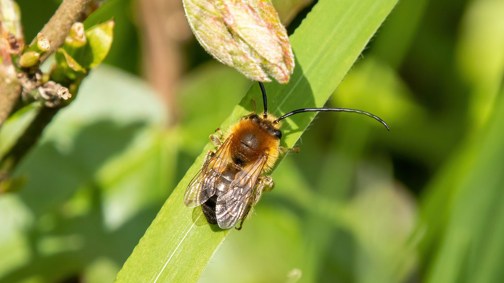 Apidae Eucera