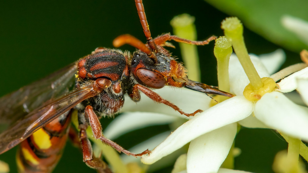 Apidae Nomada